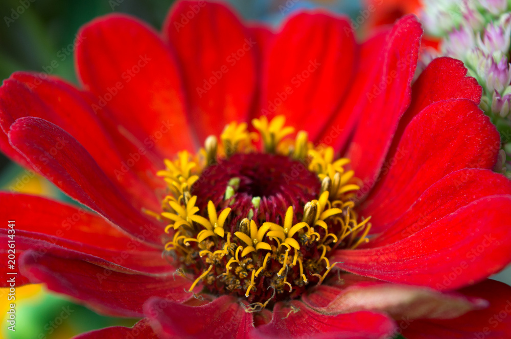 Close up of red zinnia flower, bright autumn bloomer and ornamental garden plant