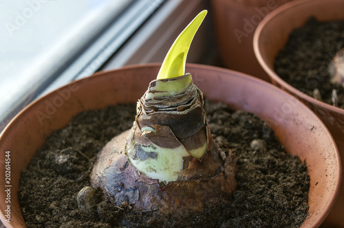 Sprouting amaryllis bulb in spring, potted hippeastrum houseplant growing new leaves on window sill photo