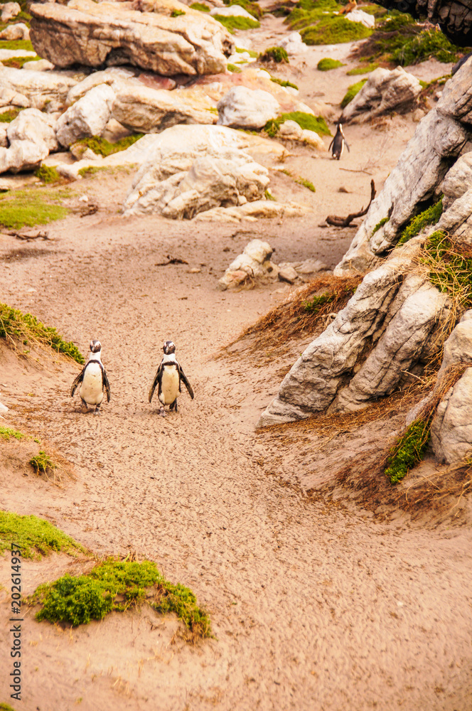 Fototapeta premium Pair of Stony Point penguins takes a walk