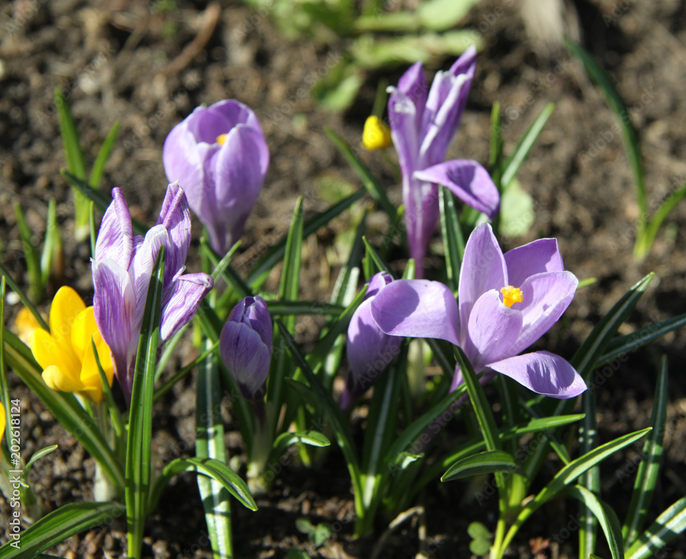 close-up of spring crocuses close-up of spring crocuses