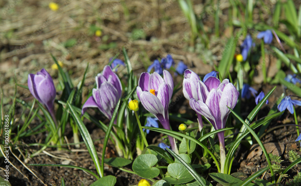 close-up of spring crocuses close-up of spring crocuses