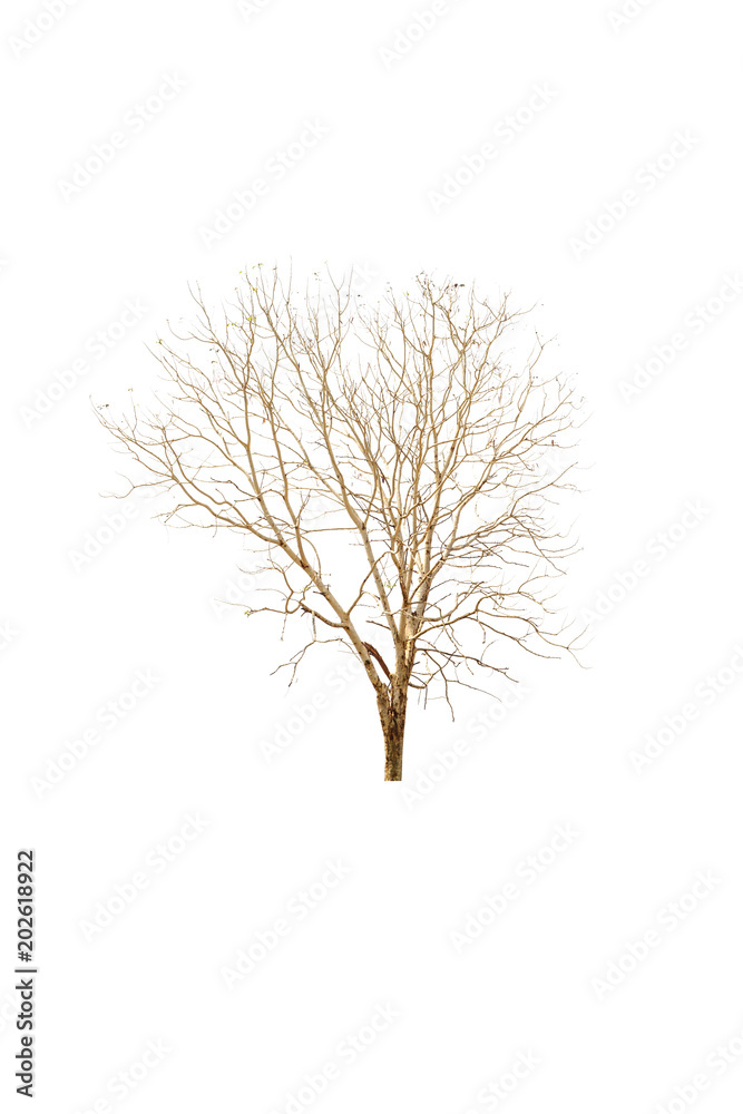 dry tree dry tree