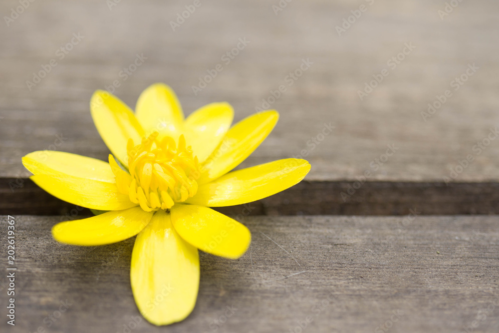 small yellow flower in the crack of an old wooden table small yellow flower in the crack of an old wooden table