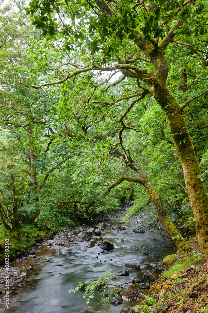 Scenic forest river at Loch Lomond and The Trossachs National Park Argyll and Bute Scotland UK