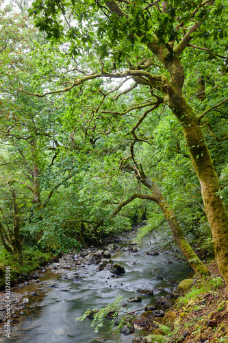 Scenic forest river at Loch Lomond and The Trossachs National Park Argyll and Bute Scotland UK