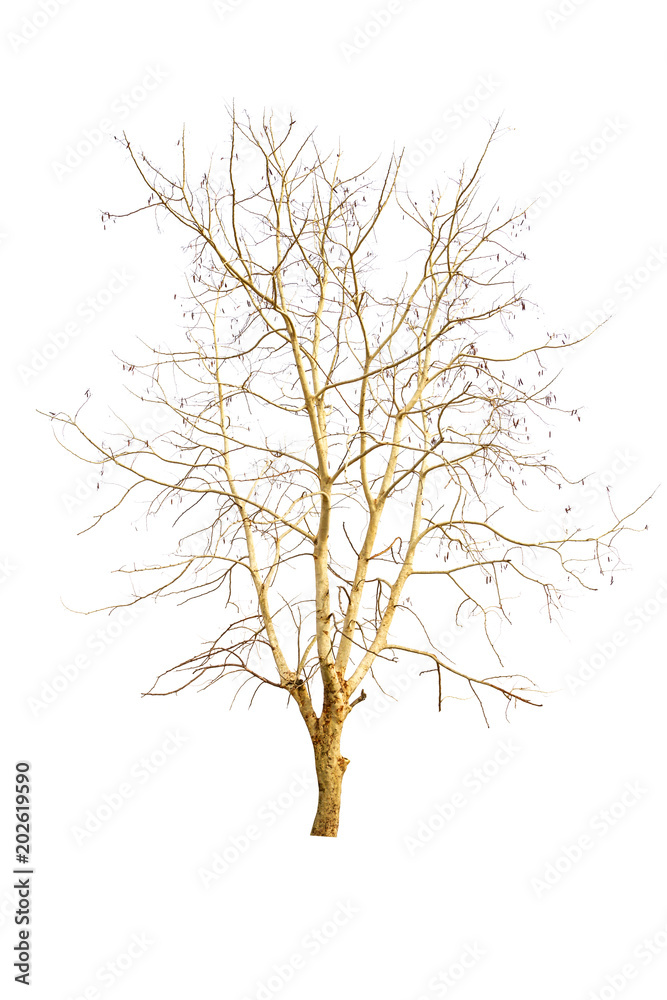 dry tree dry tree