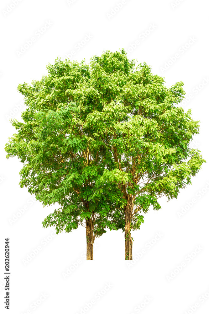 big tree big tree