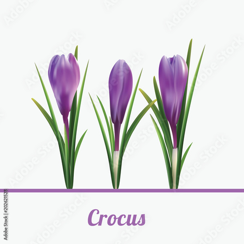 Print Crucus white background photo