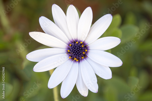 Daisy close-up