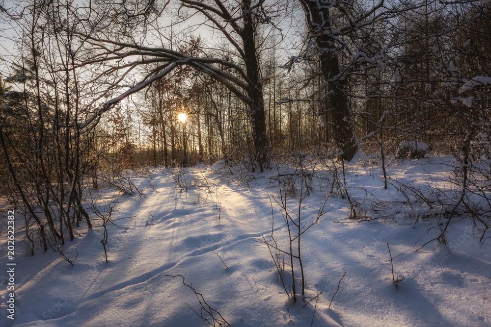 Forest photogrpahed in sunny day with snow Forest photogrpahed in sunny day with snow