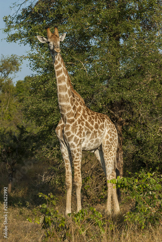 Giraffa  Kruger National Park