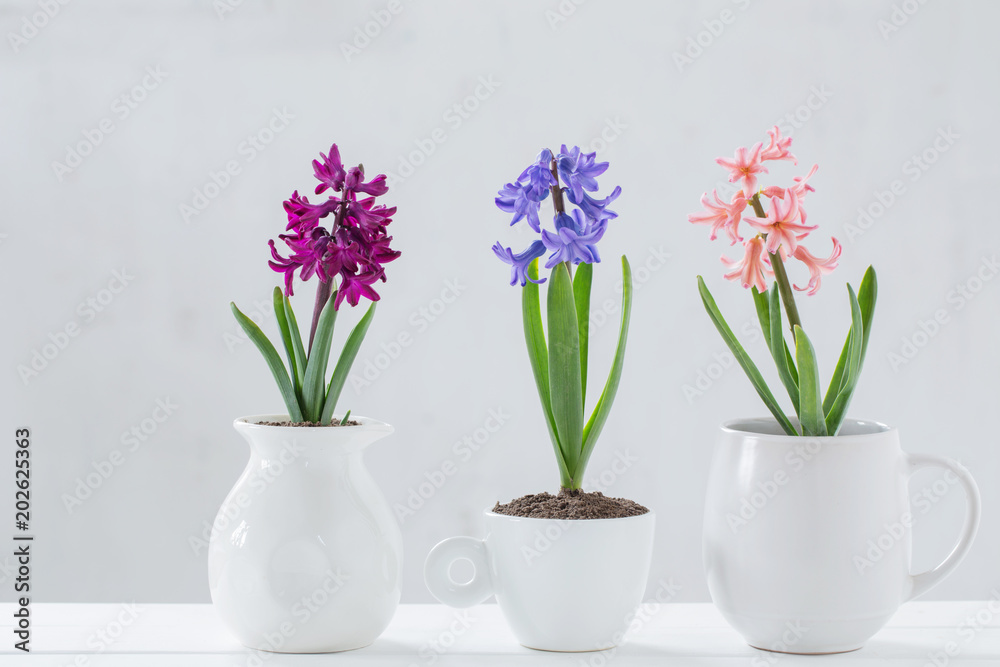 hyacinth in pot on white background