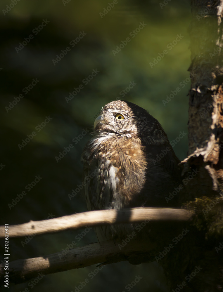 Little owl (Athene noctua) illuminated by the sun is sitting on the branch and watching into deep wild forest around. Creative lighting wildlife portrait of bird with shadow in background.