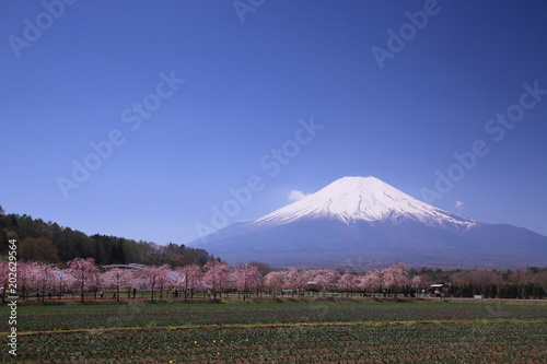 桜並木と富士山 © wassei
