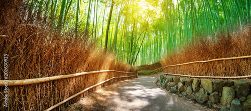 Path in bamboo forest in Kyoto, Japan. Woods in Arashiyama destrict