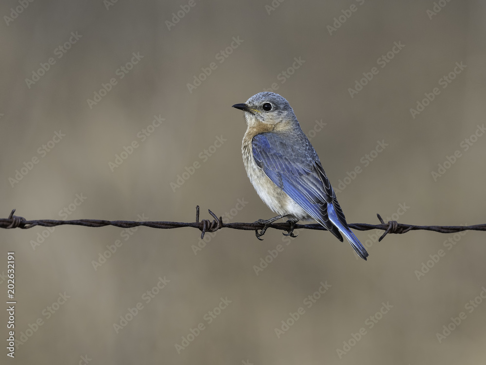 Female Eastern Bluebird Perched on Fence Wire