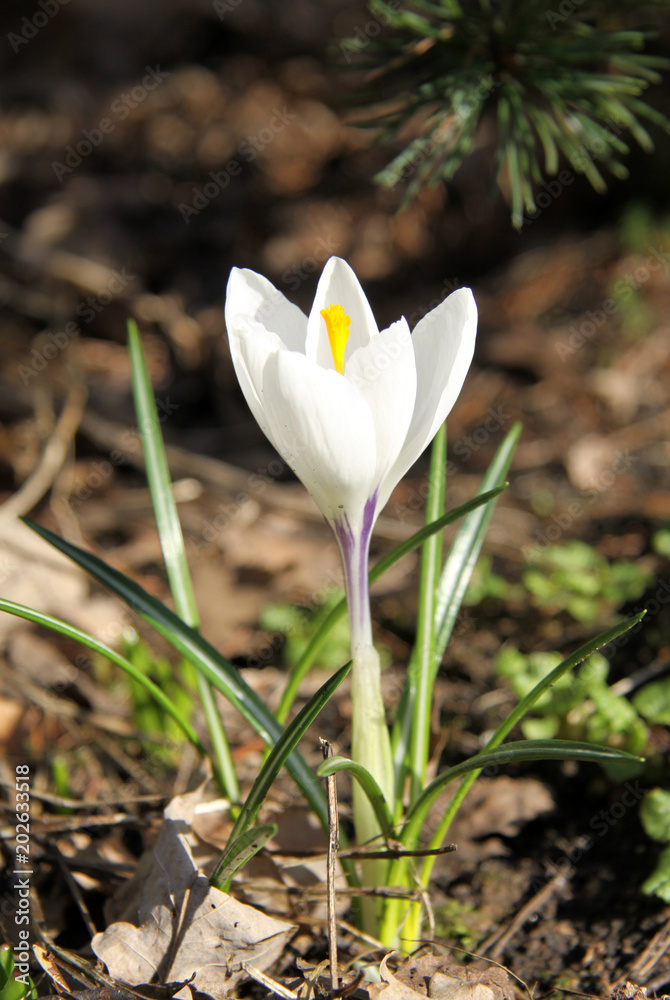 close-up of spring crocuses close-up of spring crocuses