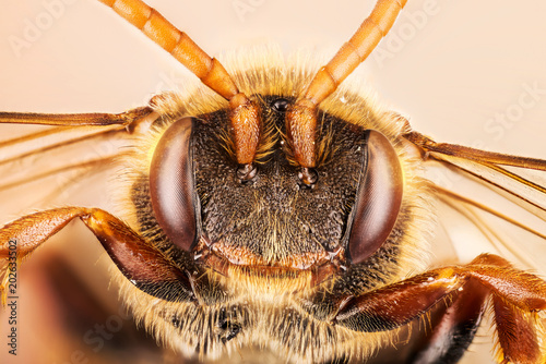 Cuckoo Bee, Nomada, Bee photo