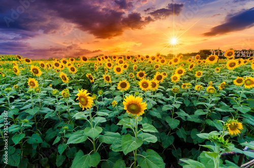 Sunflowers full bloom and light in the morning.