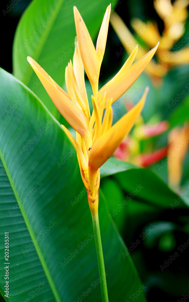 Obraz premium Heliconia psittacorum x spathocircinata Golden Torch flower. 