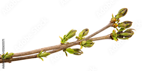a branch of a bush sirneni with green leaves on an isolated white background.