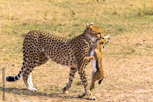 The cheetah caught the impala. Eastest Africa photo