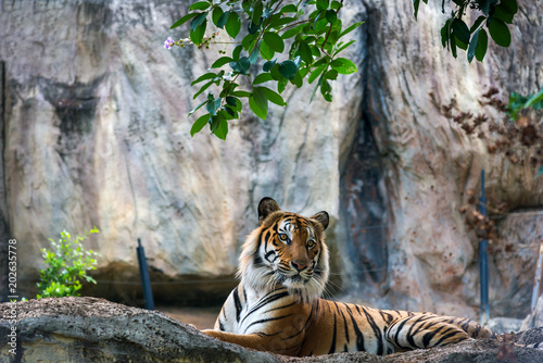 Fototapeta Naklejka Na Ścianę i Meble -  Bengal tiger relax resting in a park with green weed background