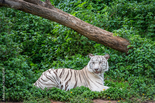 Fototapeta Naklejka Na Ścianę i Meble -  White Bengal tiger (Panthera Tigris) relax resting in a park with green weed background