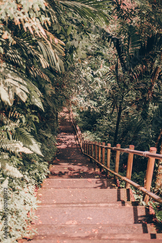 Pathway through the jungle forest