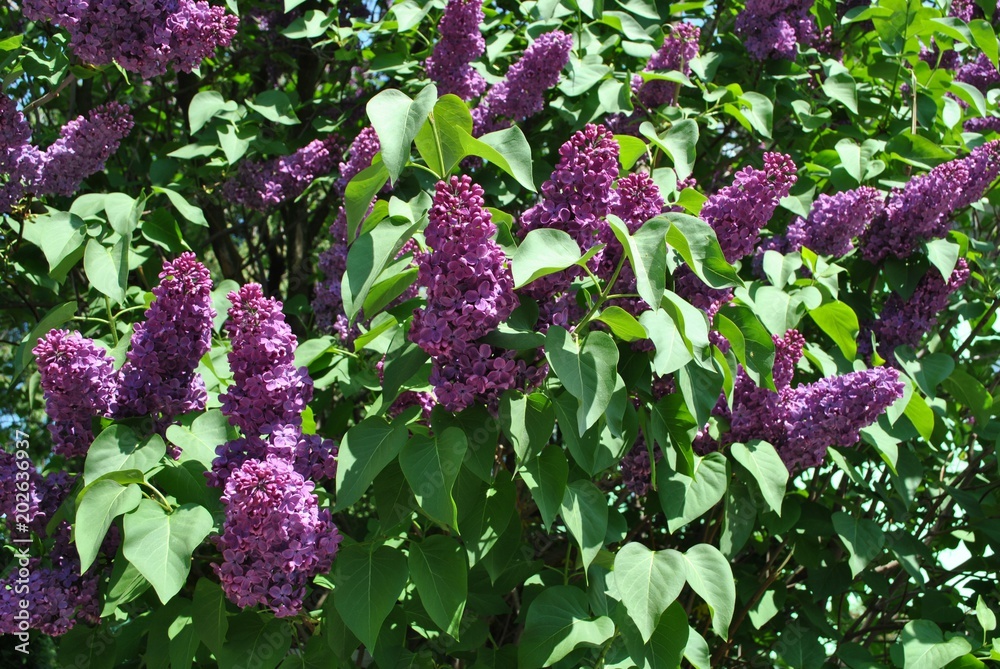 Bez lilak - Syringa vulgaris