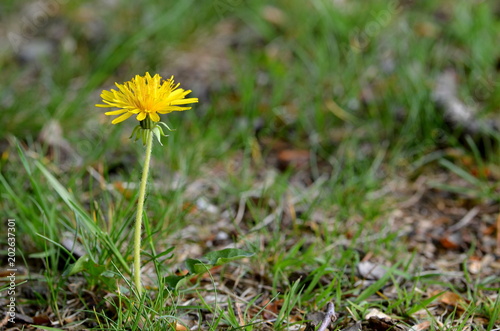 Fototapeta Naklejka Na Ścianę i Meble -  Single yellow dandelion flower between grass