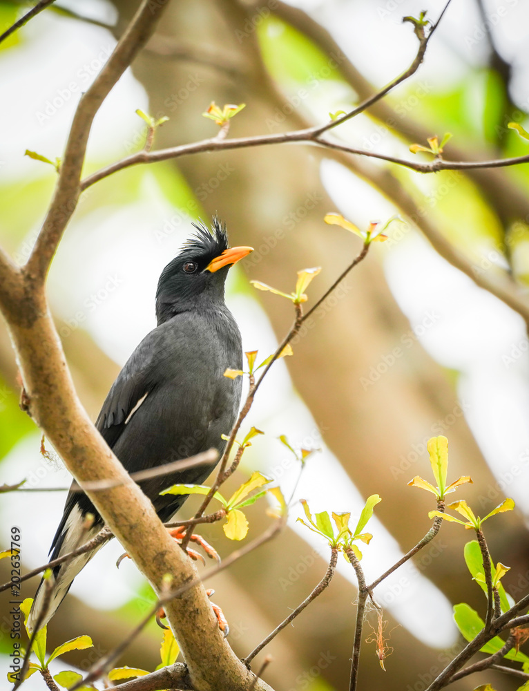 Fototapeta premium black bird on the tree with dramatic tone