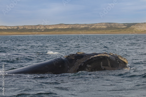 Whale , Patagonia, Argentina