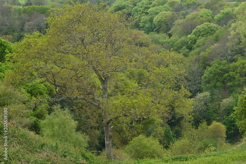 Forest, U.K.  Woodland coming into Spring. © alagz