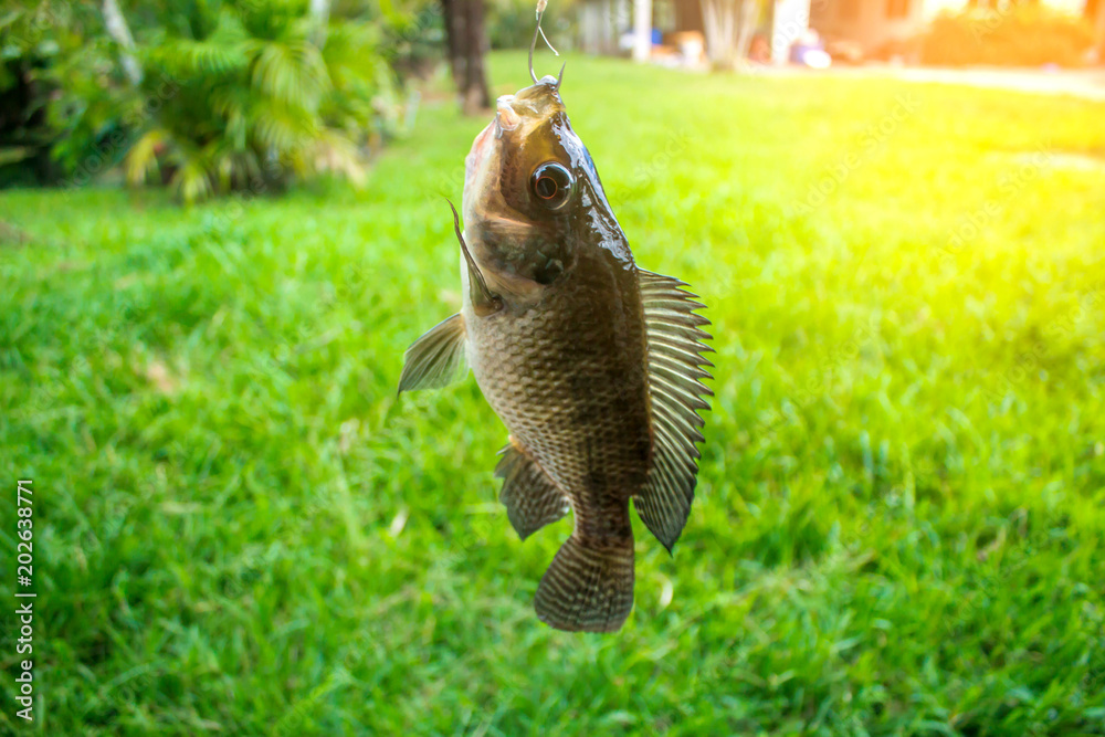 Fishing Nile Oreochromis niloticus in the pond from Phuket Thailand Fishing Nile Oreochromis niloticus in the pond from Phuket Thailand