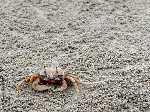 Red or orange ghost or sand crab with pale color body is in front of its burrow or hole with sediment balls or pellets made by sand