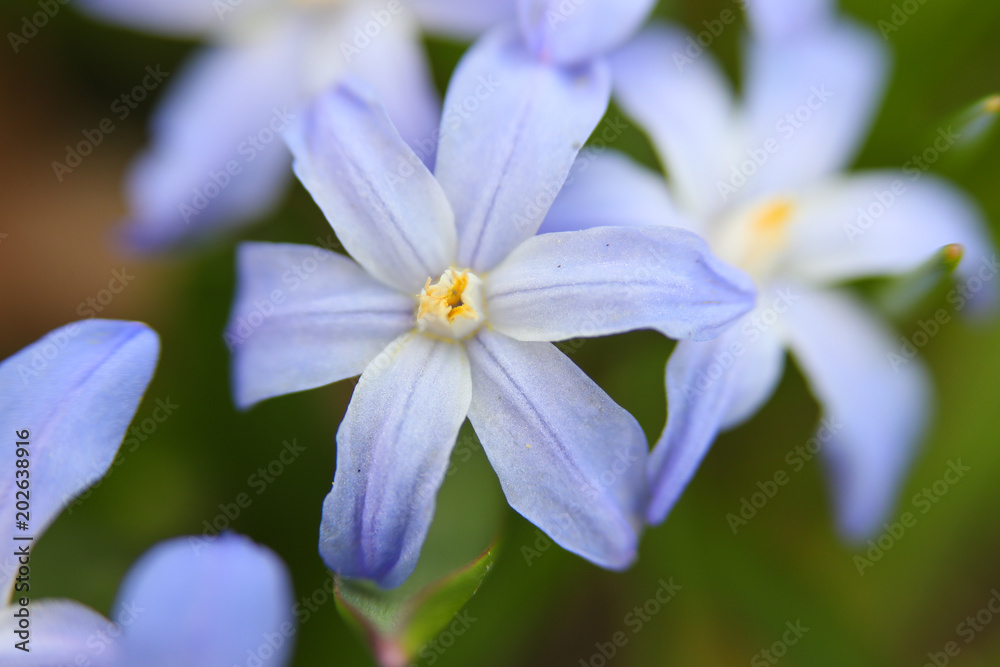 Beautiful forest flowers. Macro mode Beautiful forest flowers. Macro mode