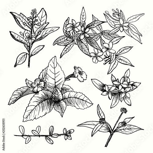 Vector set of hand drawn garden plants, herbs, flowers, leaves, twigs, branches. Vintage floral sketch collection with jasmine. Detailed botanical elements for decoration.