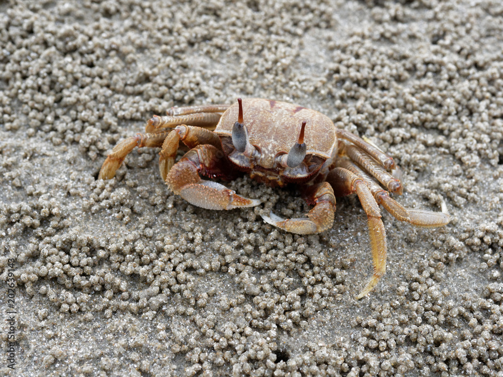 Red or orange ghost or sand crab with pale color body is in front of its burrow or hole with sediment balls or pellets made by sand