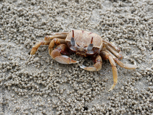 Red or orange ghost or sand crab with pale color body is in front of its burrow or hole with sediment balls or pellets made by sand