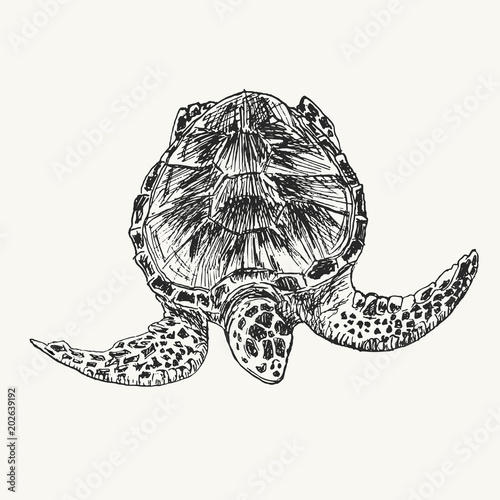 Drawing sketch of sea turtle swimming under water. Wild turtle hand drawn illustration