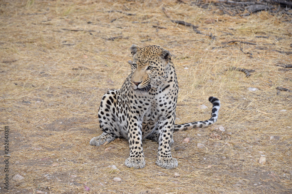 Obraz premium Leopard in Namibia
