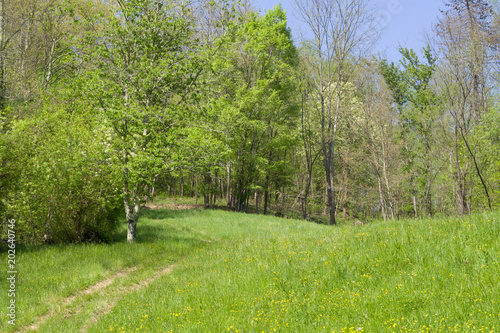 Fototapeta Naklejka Na Ścianę i Meble -  Idyllic spring meadow with woods.