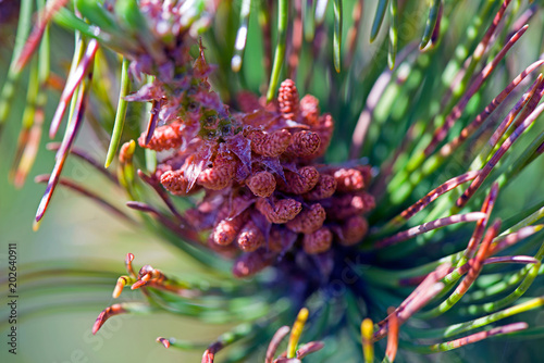 The cone from a pinetree on the beach