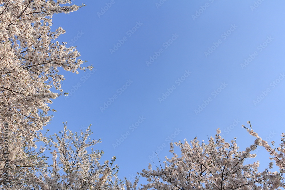 桜の花 青空　満開