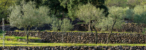 vue panoramique sur des oliviers cultivés en terrasse, avec des murets 