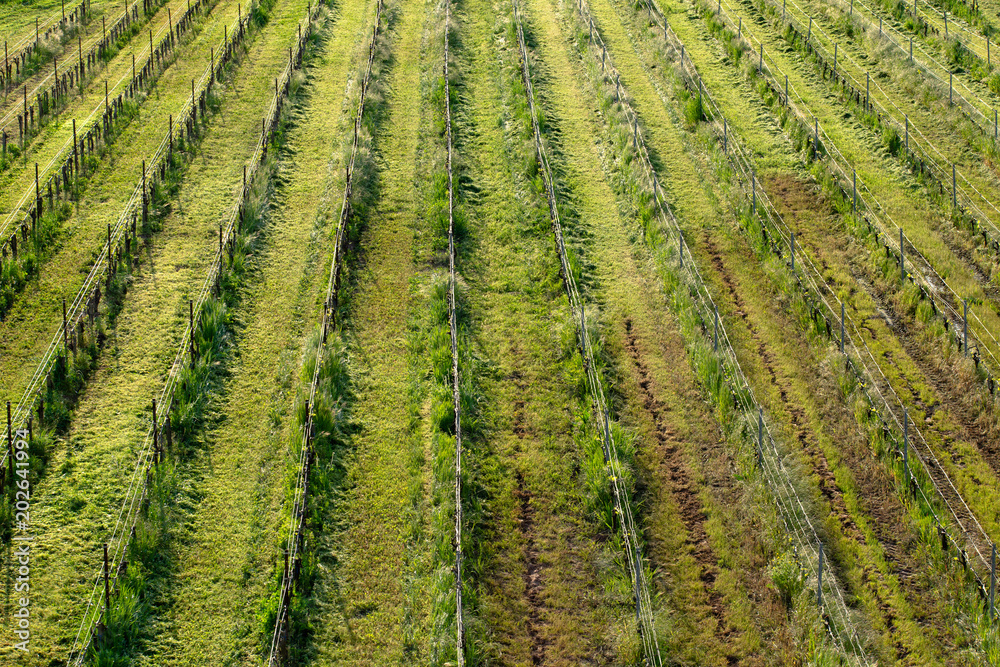 vue aérienne sur des rangs en ligne de fuite de vignes vertes