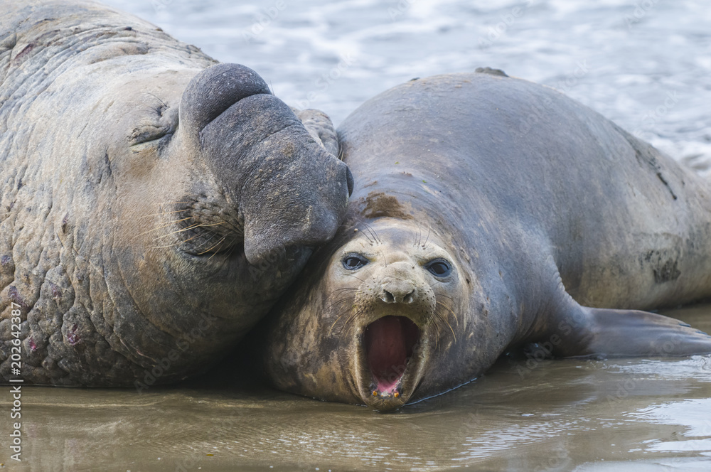 Naklejka premium Elephant seal, Patagonia