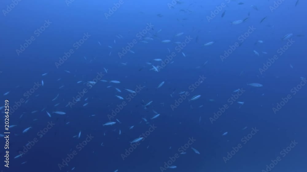 School of Dark Banded Fusilier - Pterocaesio tile swims over coral reef in blue water
School of Dark Banded Fusilier - Pterocaesio tile swims over coral reef in blue water
