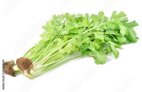 Chinese Celery isolated on white background